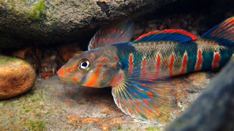 15 Most Unique Freshwater Fish Species .